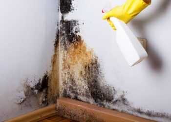 Effective ways to remove mold in an apartment or house