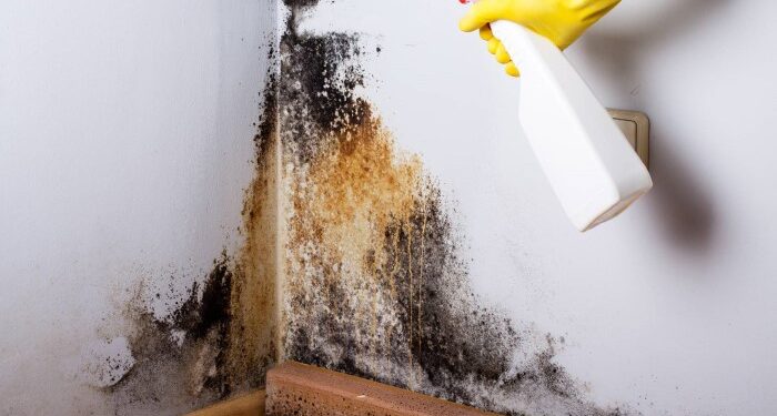 Effective ways to remove mold in an apartment or house