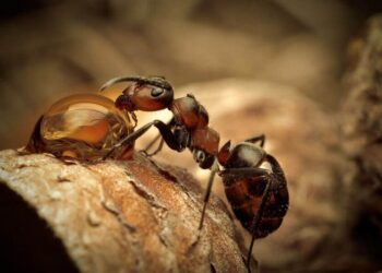 Helpful Tips for Choosing Ant Control Products: which of them are extremely effective