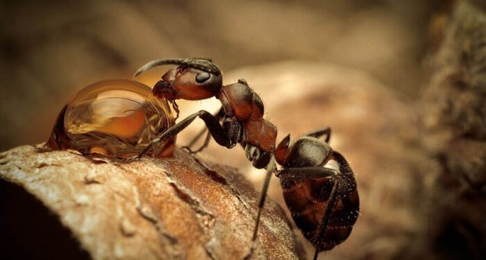 Helpful Tips for Choosing Ant Control Products: which of them are extremely effective