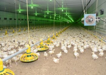 Чому використання дерев’яних каркасів для даху птахоферми вигідніше установки металевих конструкцій