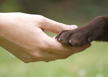 Турбота про лапи собаки: важливість догляду та профілактика проблем