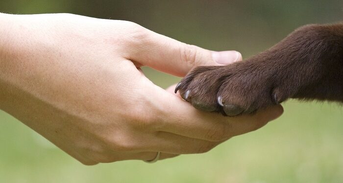 Турбота про лапи собаки: важливість догляду та профілактика проблем