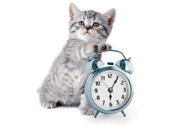 Чому важливо підтримувати режим дня для вашого домашнього улюбленця