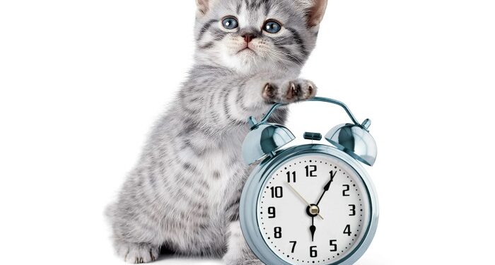 Чому важливо підтримувати режим дня для вашого домашнього улюбленця