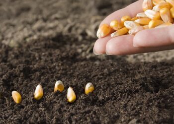 Насіння кукурудзи: основні переваги, особливості вирощування та критерії вибору