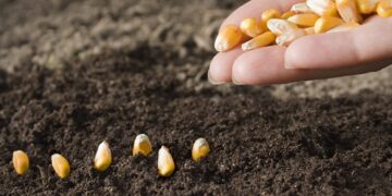 Насіння кукурудзи: основні переваги, особливості вирощування та критерії вибору