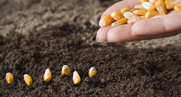 Насіння кукурудзи: основні переваги, особливості вирощування та критерії вибору