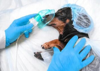 Лазерна хірургія тварин у сучасній ветеринарній клініці Genesis Hospital
